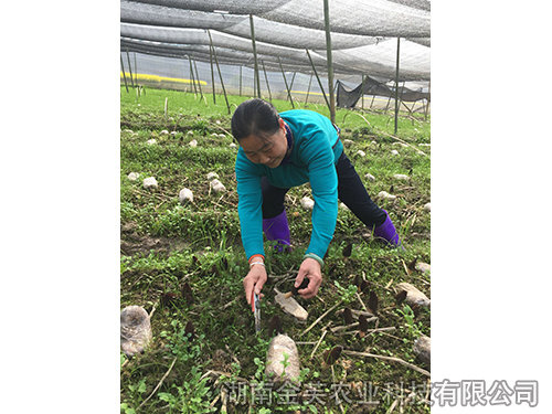 衡陽(yáng)縣領(lǐng)導(dǎo)在基地指導(dǎo)羊肚菌采收-(1) 衡陽(yáng)縣領(lǐng)導(dǎo)在基地指導(dǎo)羊肚菌采收-(1)