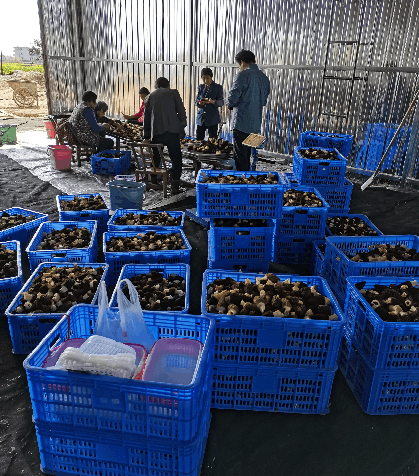羊肚菌大豐收 羊肚菌大豐收